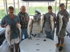 (09/28/2016) - Nice Striped Bass